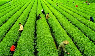 茶叶行业的环保举措