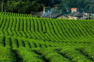 茶叶行业面临的问题